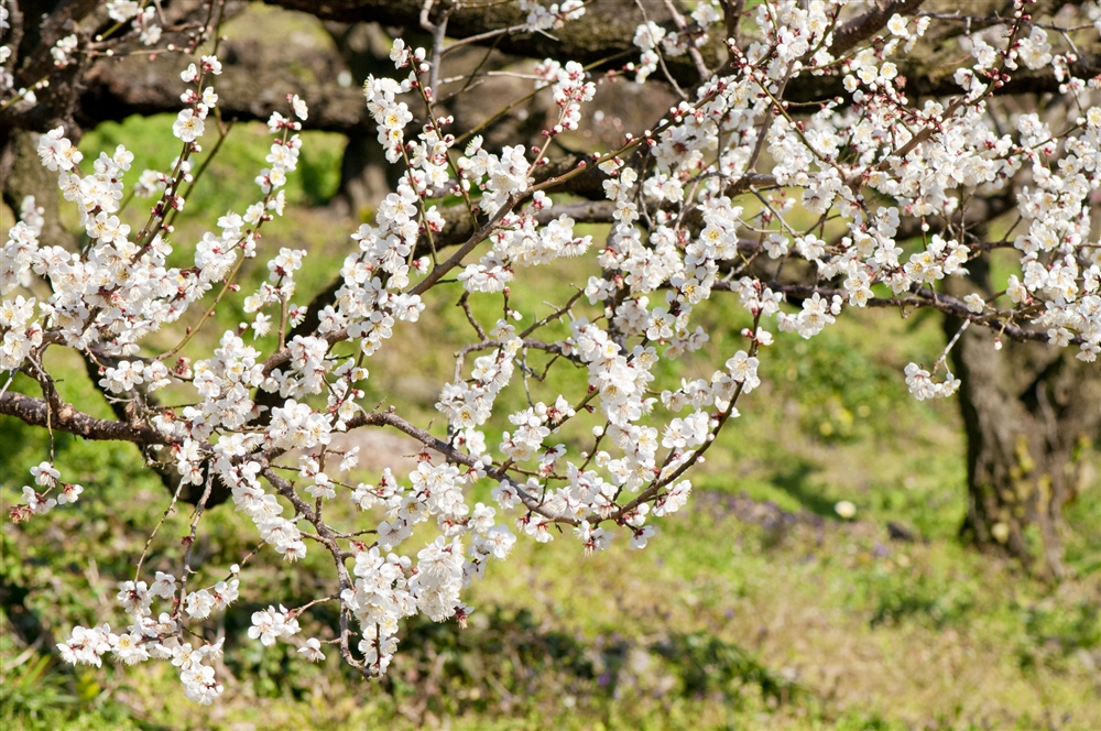 梅の木の種類はどれくらい? 品種ごとの特徴と育て方を解説 | 中田食品株式会社